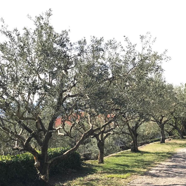 Valpolicella Hills - Appartamento - 10