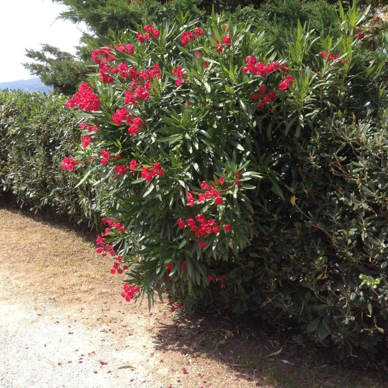 Apartment in villa 2 to 4 persons with large private garden Sole - Appartamento - 10