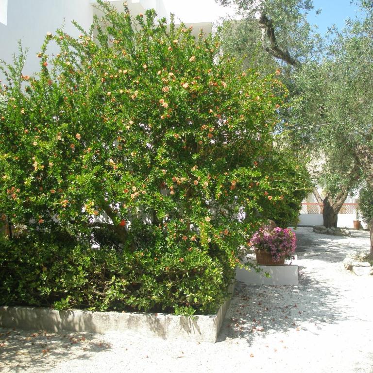 Tenuta Belvedere - Appartement Supérieur 2 Chambres - 33