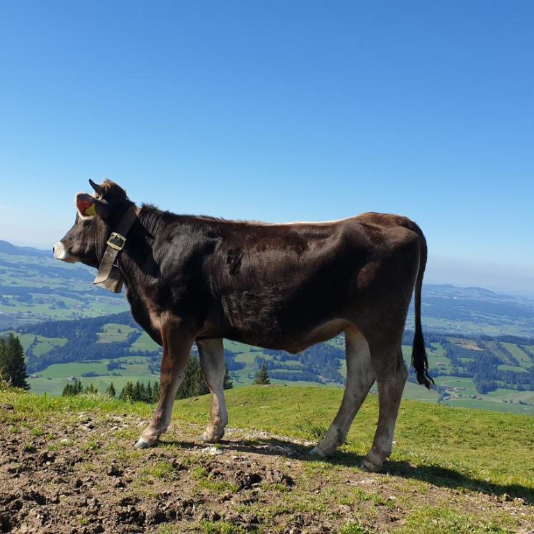 Allgäu Bergluft - Apartment - 45