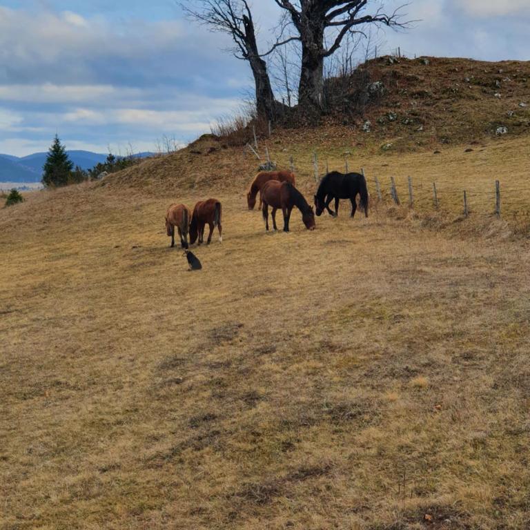 Holiday Home Vile Calimero - Three-Bedroom House - 13