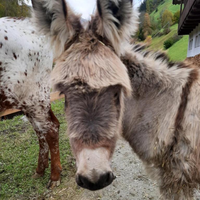 Texas Longhorn Ranch Neumannhof - Appartamento con 2 Camere da Letto - 2