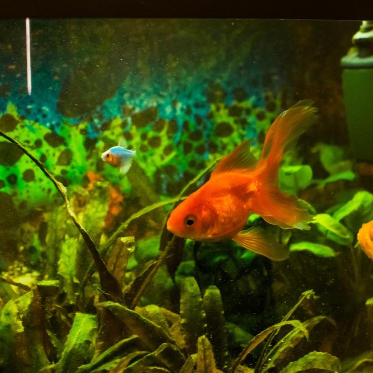 Apartment Aleksija - Studio sa Terasom - 17