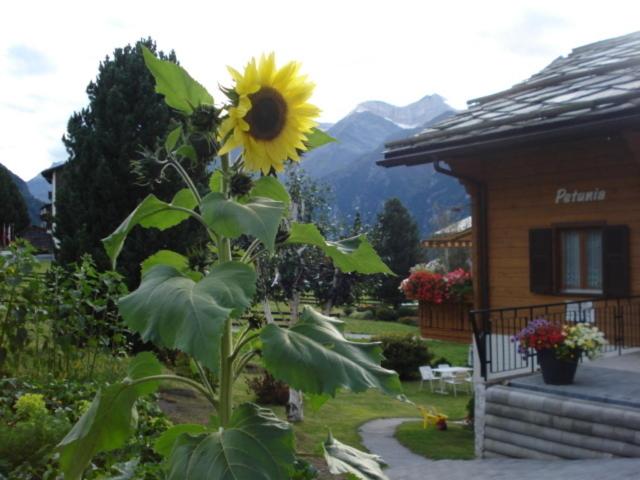 Chalet Petunia - Appartement 2 Chambres avec Terrasse - 41