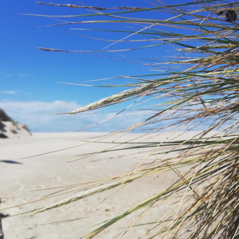 Au pied des dunes joli appart Cosy 50M de la plage - One-Bedroom Apartment - 17