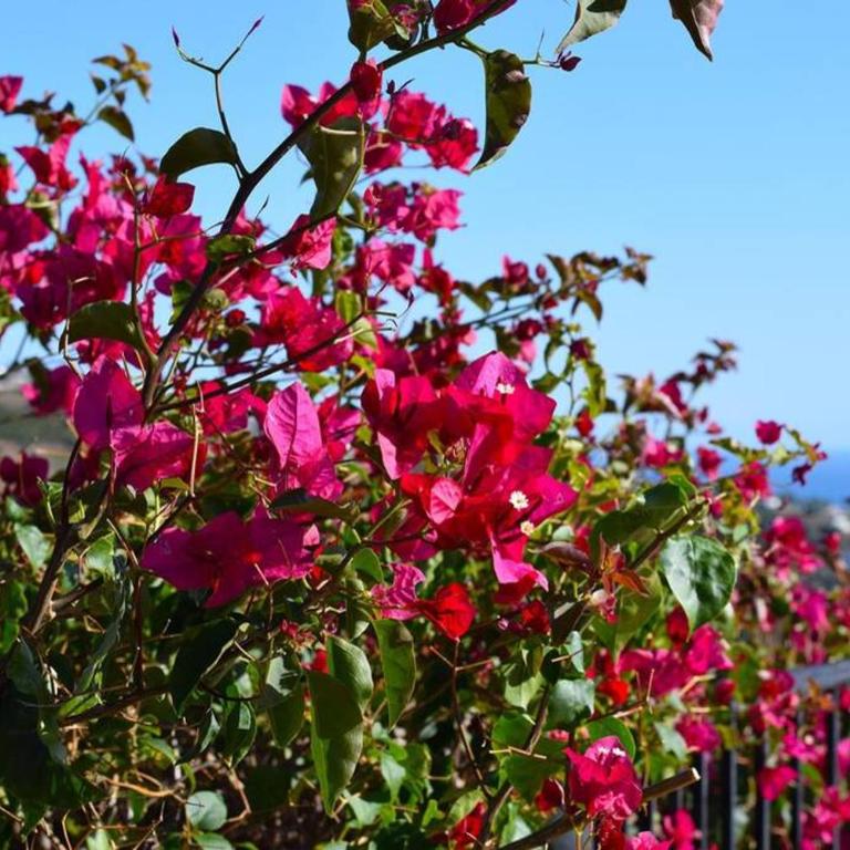 El Quinto Pino, Frigiliana Luxury Country villa with pool and parking HansOnHoliday Rentals - Apartamento - 3