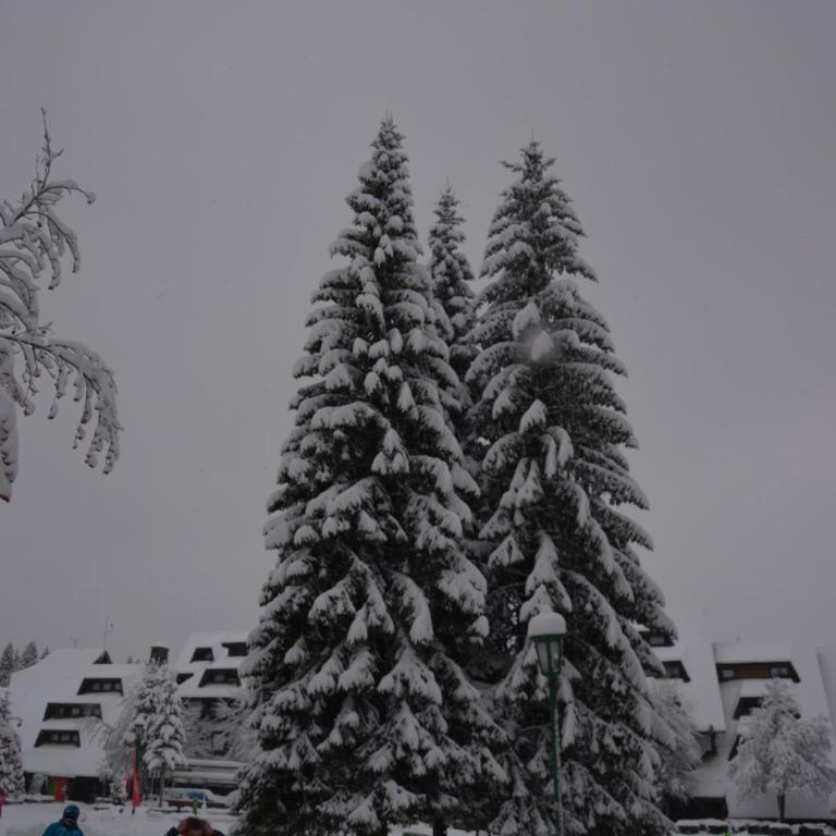 Apartman SREBRNA PAHULjA-Konaci - Studio - 2