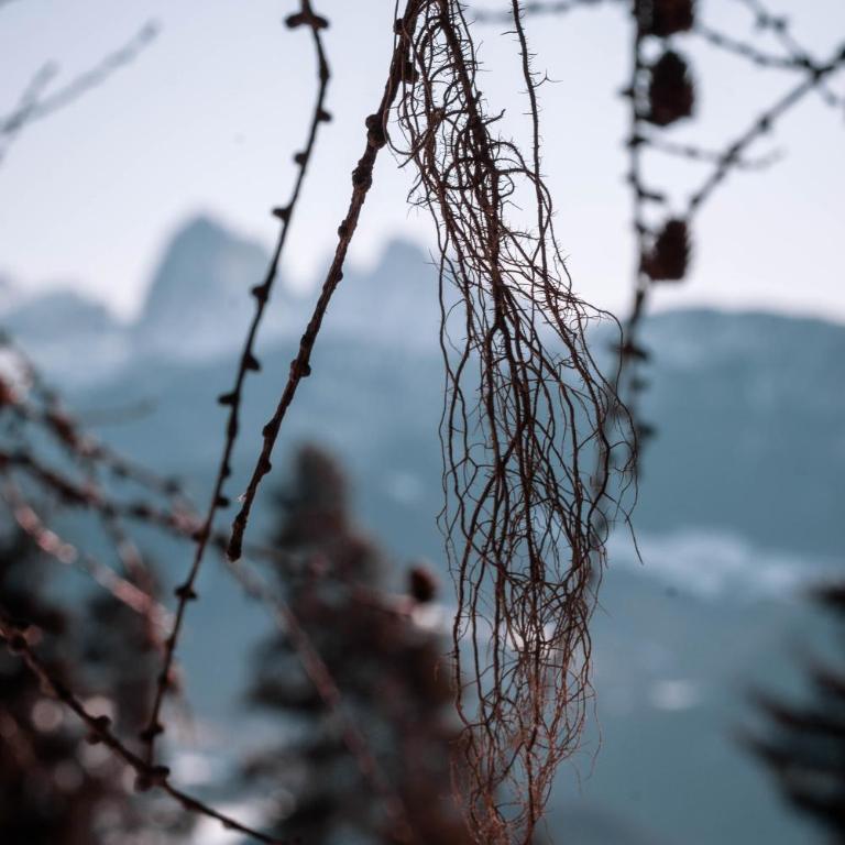HAUSERHOF Farmhouse with Dolomite View - Apartment mit Blick auf die Berge - 21