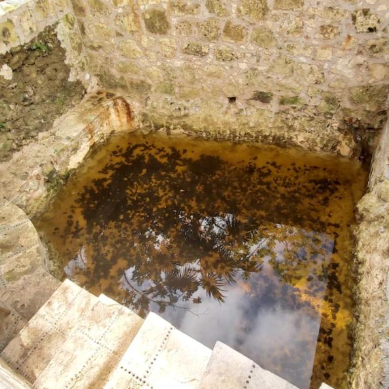 MINI PINI BIRD WATCHING AND CENOTE Loft - Villa de 1 dormitorio - 35