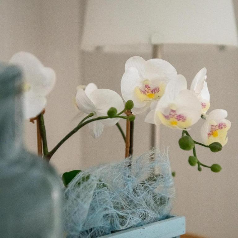 Hotel Eliseo Riccione - Standard Double or Twin Room - 5