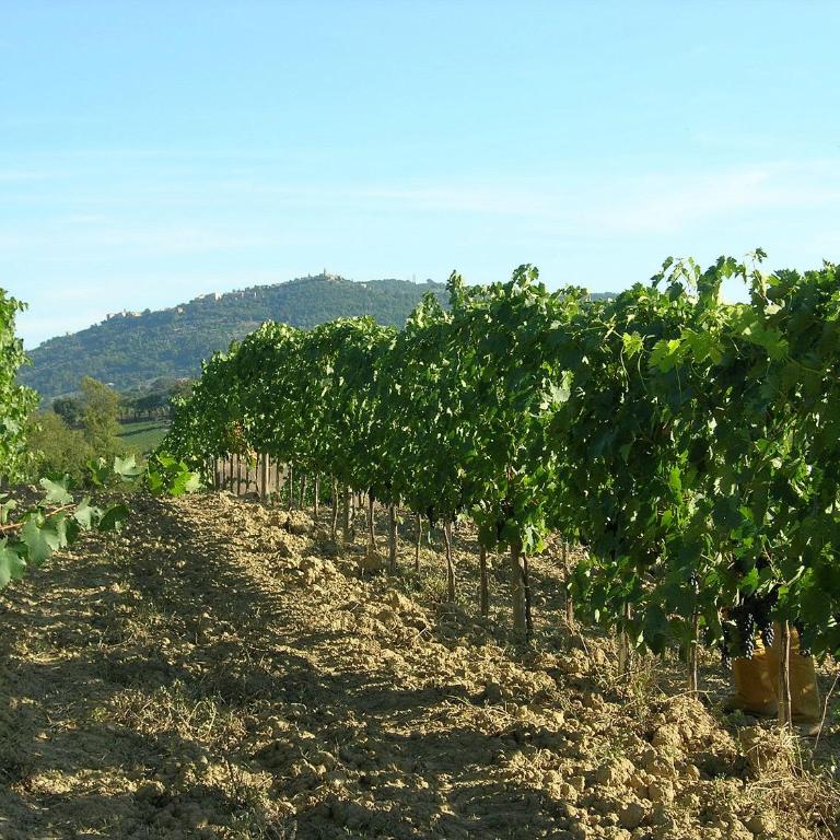 Agriturismo Poggiarellino - Montalcino - Appartamento con 2 Camere da Letto - 30