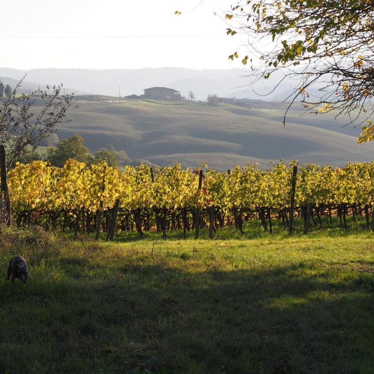 Agriturismo Poggiarellino - Montalcino - Appartamento con 2 Camere da Letto - 27
