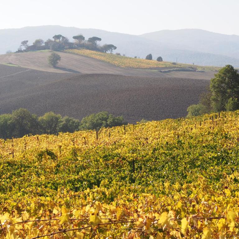 Agriturismo Poggiarellino - Montalcino - Appartamento con 2 Camere da Letto - 26