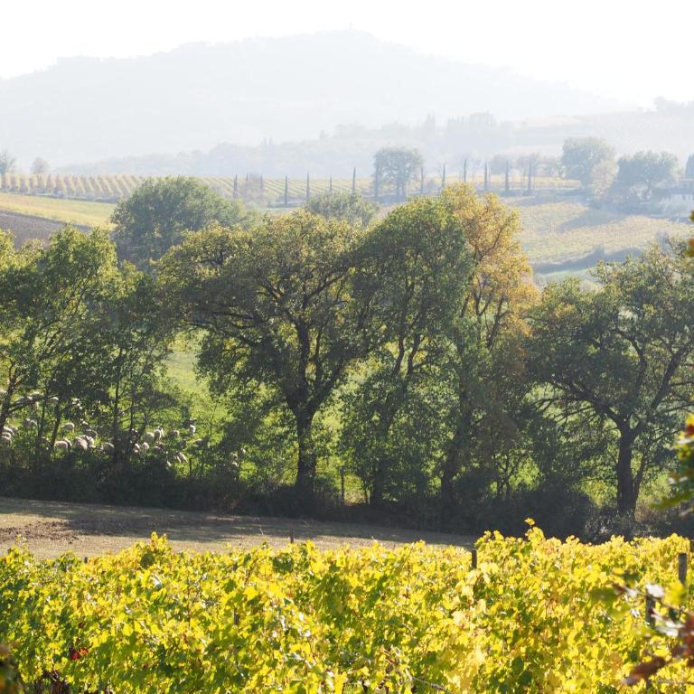 Agriturismo Poggiarellino - Montalcino - Appartamento con 2 Camere da Letto - 21