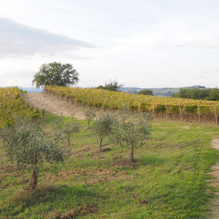 Agriturismo Poggiarellino - Montalcino - Appartamento con 2 Camere da Letto - 23