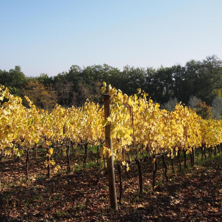 Agriturismo Poggiarellino - Montalcino - Appartamento con 2 Camere da Letto - 22