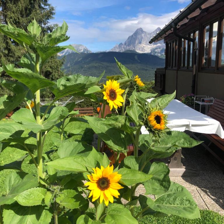 Appartements Wilma - Apartment mit Blick auf die Berge - 15