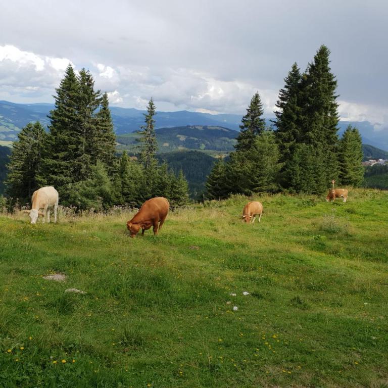 Klippitzhimmel - Chalet mit 3 Schlafzimmern - 21