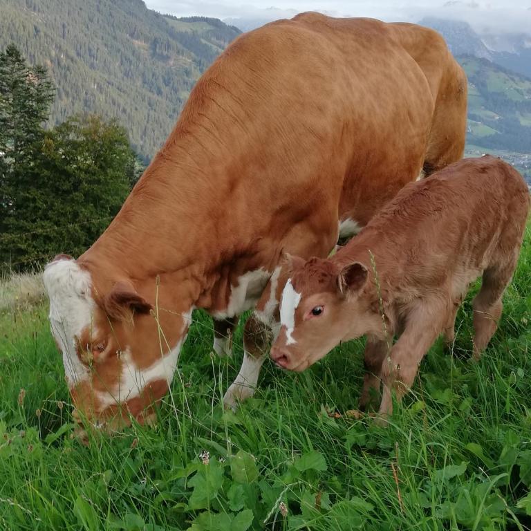 Hahnenkammblick - Apartment mit 3 Schlafzimmern - 19