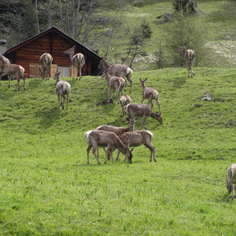 Chalet Edelweiss - Chalet - 6