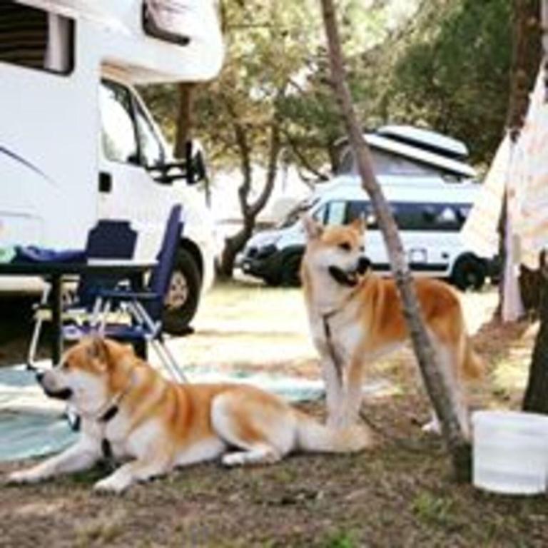 MCM Camping - Karavan - 24