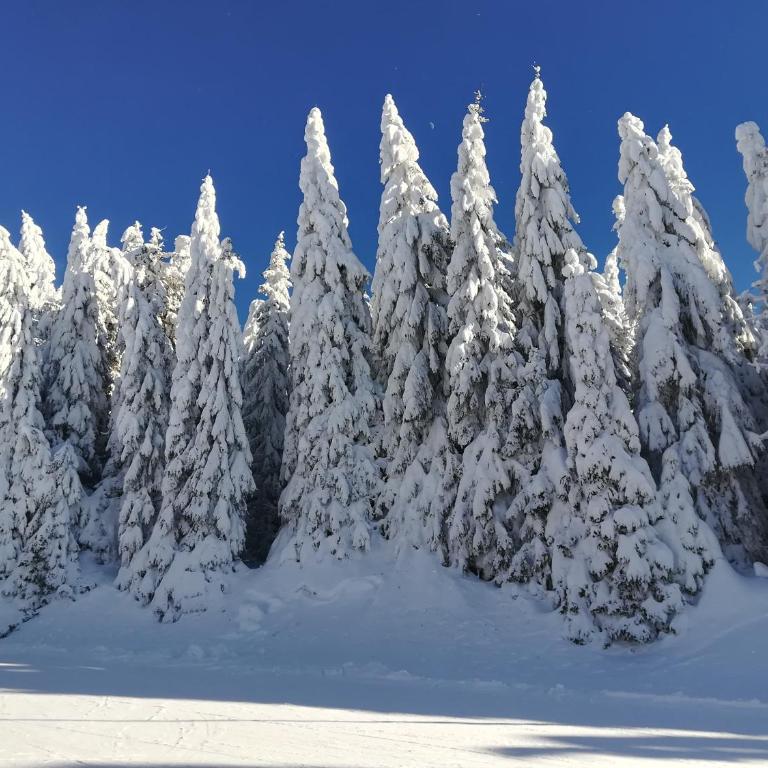 Vila Irina - Studio 15 lux - Apartman sa 1 Spavaćom Sobom - 11