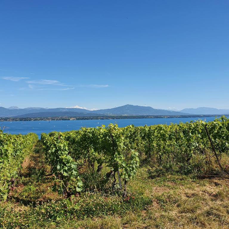 Résidence Entre Monts et Lac - Apartment mit Blick auf die Berge - 32
