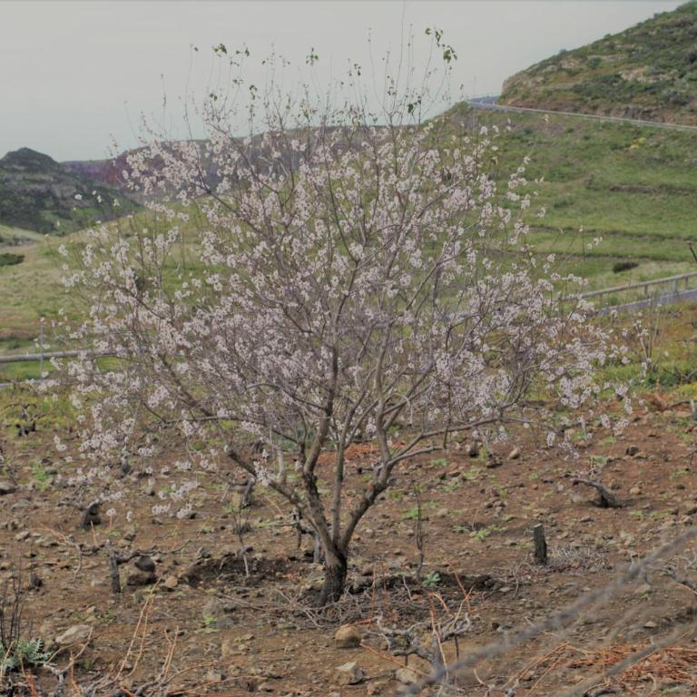 Finca Ulises Las Hayas - Casa de 3 dormitorios - 39