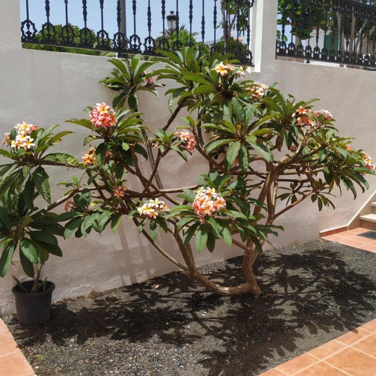 Punta Negra - Two-Bedroom Apartment - 15