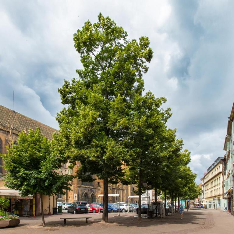 LE GRIFFON - Appartement 1 Chambre - 21