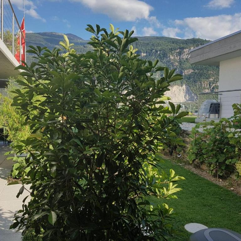 Guesthouse Petit Pré - Apartment mit Gartenblick - 3