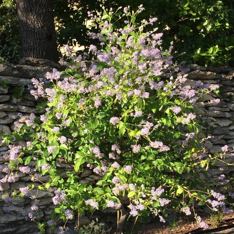Le Verger - Suite mit Gartenblick - 6