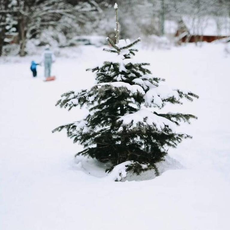 Chalet Loulou, massif central, Le Mont-Dore - Chalet - 37