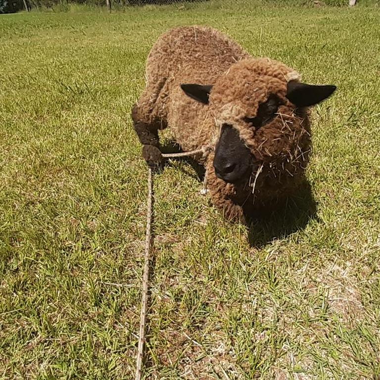 Posada de campo LA AMADA - Apartamento - 2