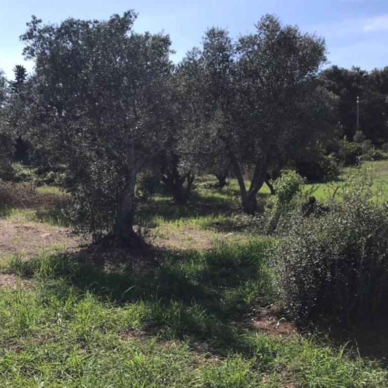 TRULLI nel cuore della Valle d’Itria con PISCINA privata - Villa con Piscina Privata - 51
