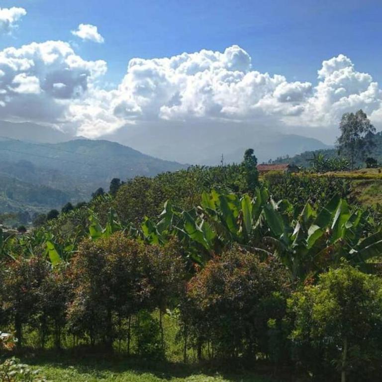 Finca La Antigua. finca tradicional Cafetera - Casa de 4 dormitorios - 26
