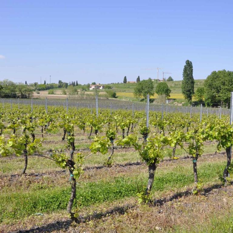Apartment in Lazise - Gardasee 38604 - Appartamento - 21