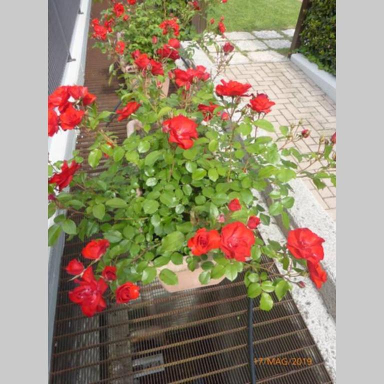 Appartamento centro Lazise con piscina e giardino privato - Appartamento con 2 Camere da Letto - 12