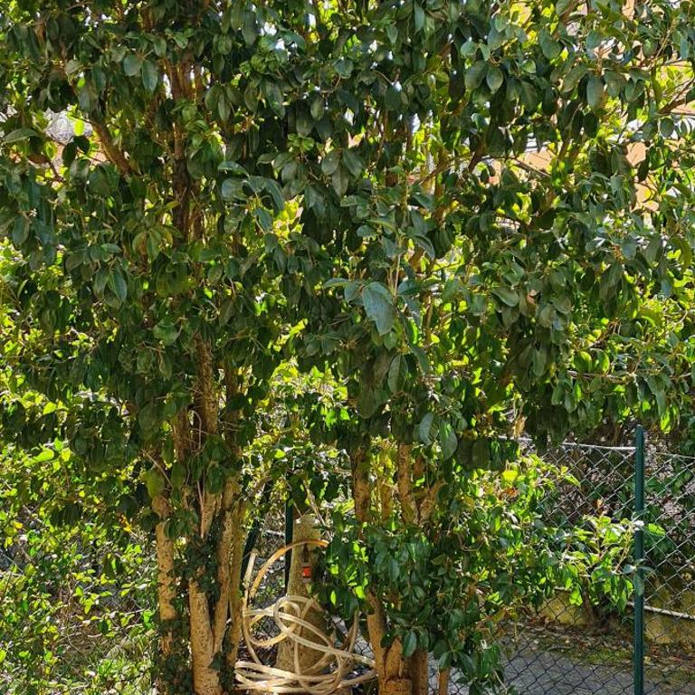 Jasmine Country House - Appartamento su 2 Livelli - 4