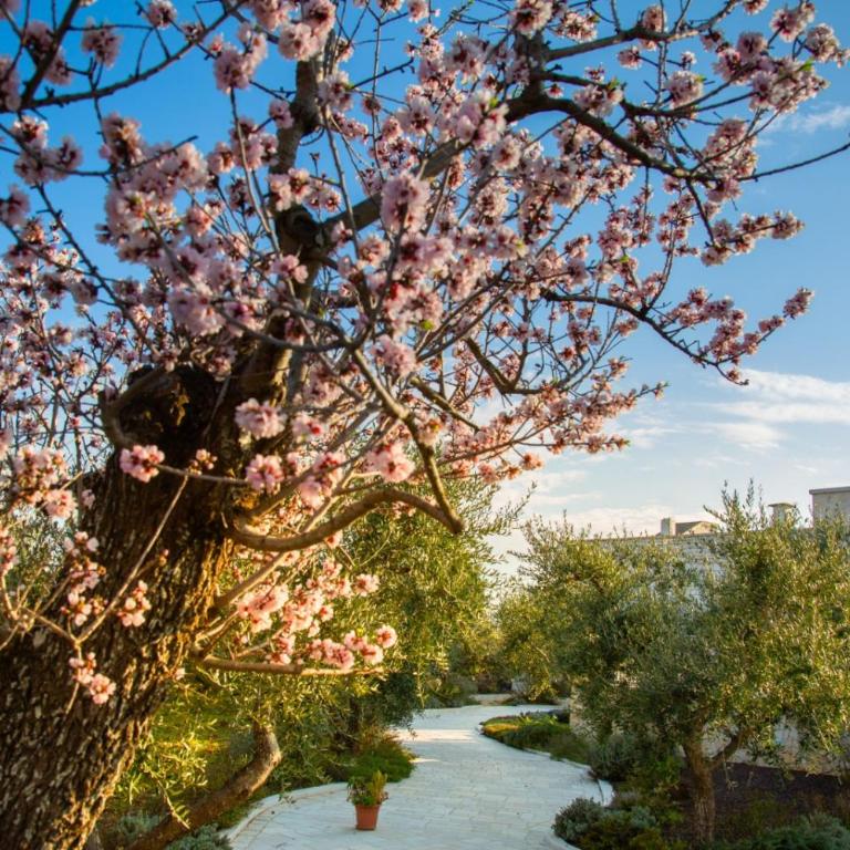 Trullo dei maestri - Villa con 1 Camera da Letto - 10