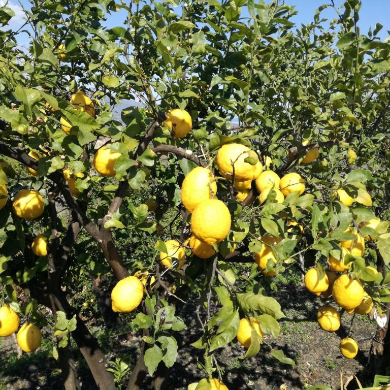 Il Limoneto di Leo - Casa Vacanze - 15
