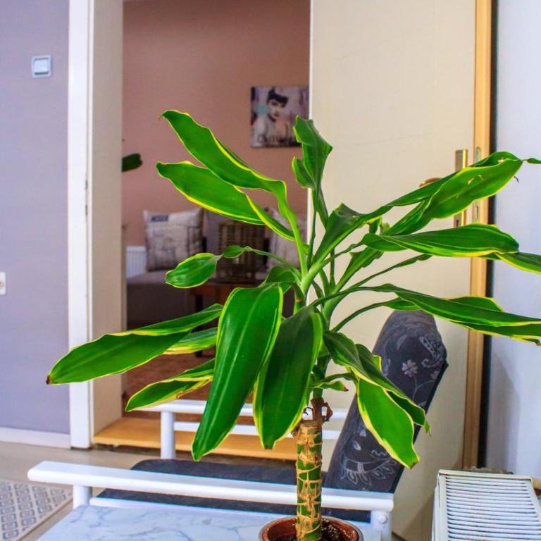 BB Downtown Apartment - Apartman sa 1 Spavaćom Sobom - 9