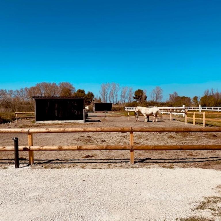 Gîtes Equestres Lou Caloun - Les Saintes Maries de la Mer - Haus mit 1 Schlafzimmer - 43
