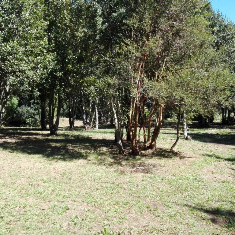 Cabaa rstica 2 maravillosa,con troncos nativos, con orilla de Ro Trancura - Vacation Home - 25