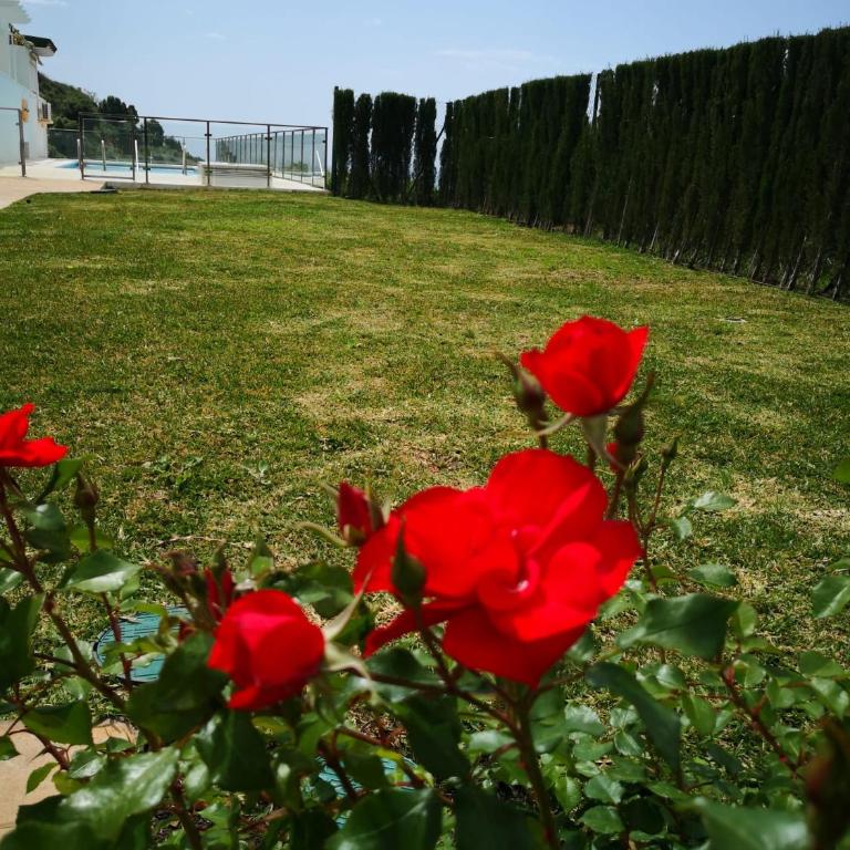 DANA I Eurogolf, vistas, wifi, piscina y parking - Apartamento de 1 dormitorio - 22