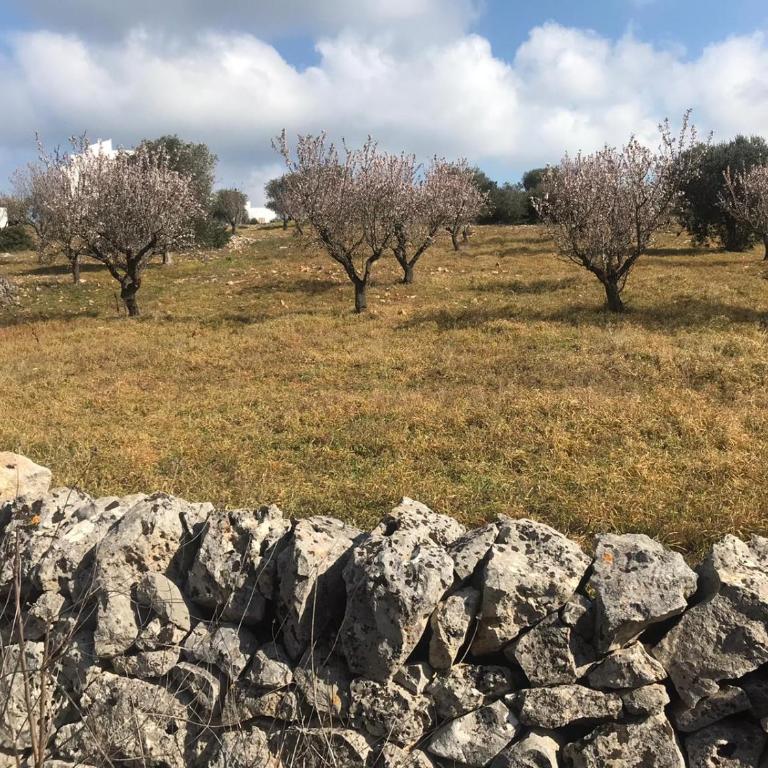 Piccolo Trullo Ostunese Le Jardin de Sophie' Centre de massage holistique - Appartamento con Vista Giardino - 74