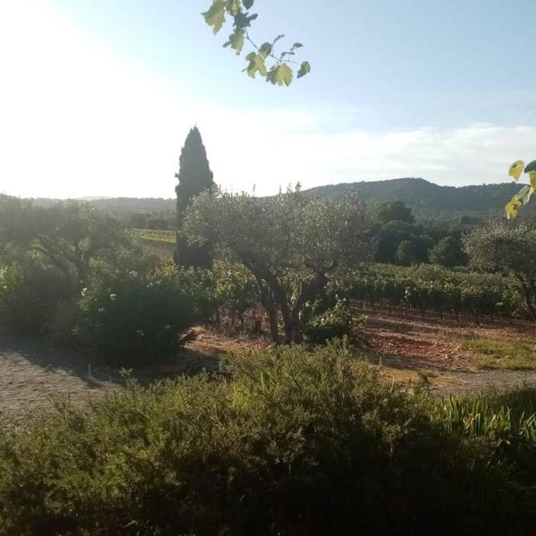 Charmant appartement T2 au coeur des vignes - Apartment mit 1 Schlafzimmer - 34