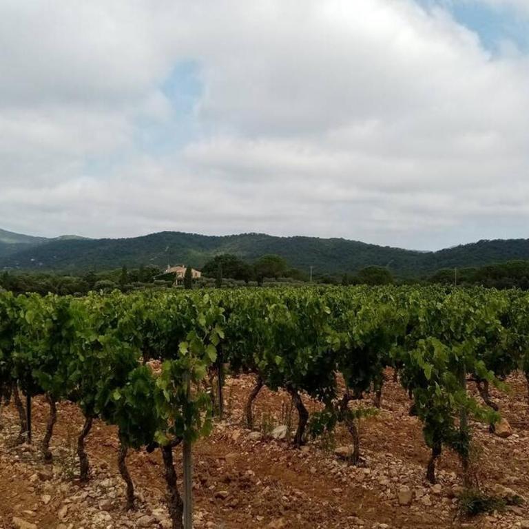 Charmant appartement T2 au coeur des vignes - Apartment mit 1 Schlafzimmer - 35
