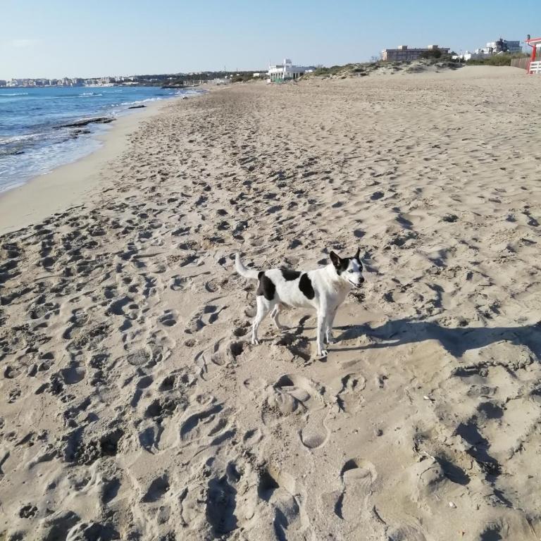 baia verde appartamento 150 m dal mare - Appartamento con 2 Camere da Letto - 12
