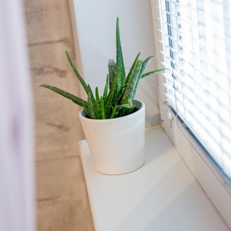 Apartment Studio Milena - Deluxe Double Studio - 52